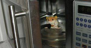 Stecken sie ihren hamster nicht in die mikrowelle!