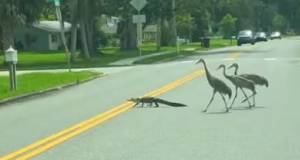 Gator just minds his own buisness, gets harrased by flock of young heron