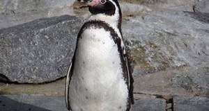 Mann heiratet pinguin