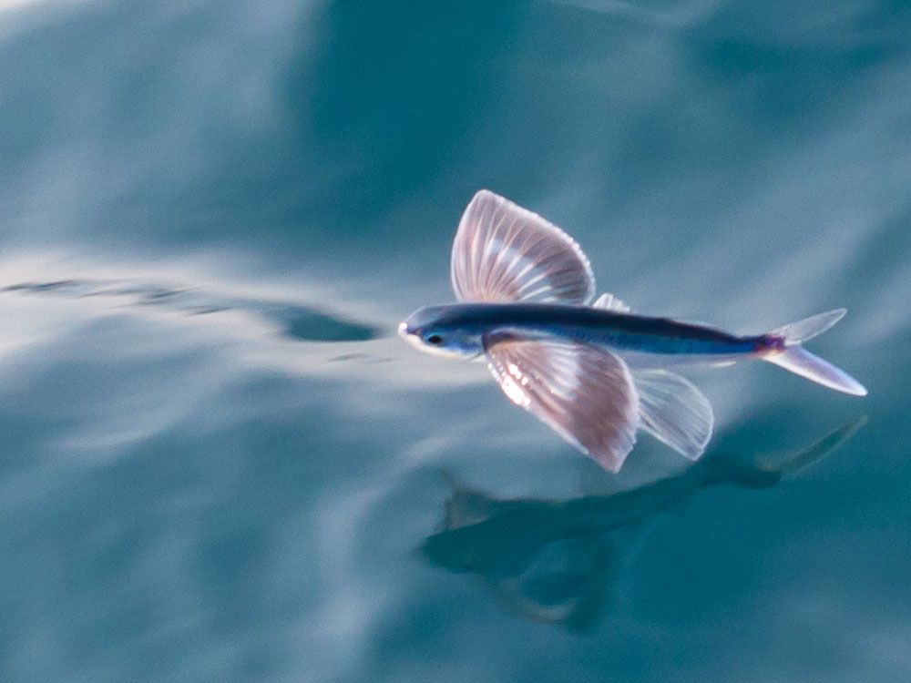 Fische fliegen über den Petersberg
