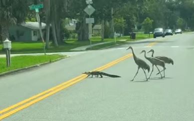 Gator just minds his own buisness, gets harrased by flock of young heron