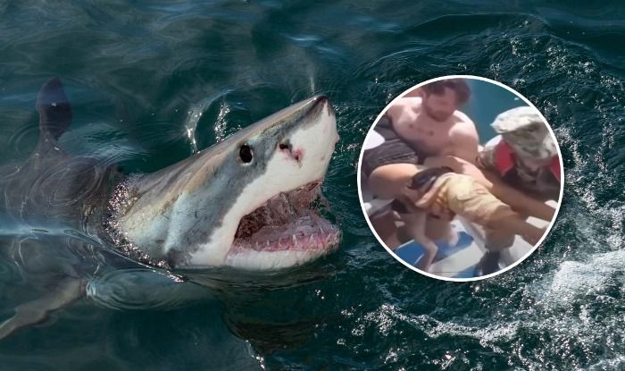 Spektakulärer Vorfall: Mann von Hai angegriffen wegen auffälliger Badehose
