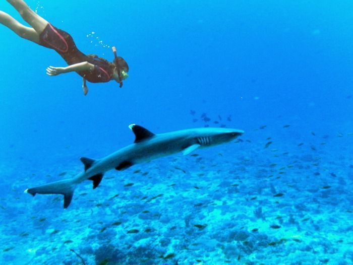 Schnorchlerin attakiert Hai