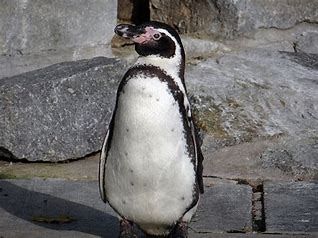 Mann heiratet Pinguin