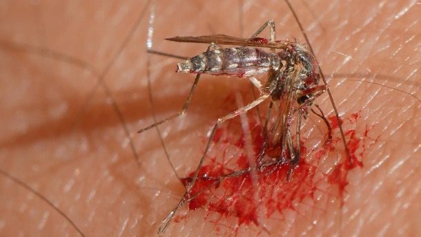 Mücken und Corona: wie wir uns bald nicht mehr vor dem Virus schützen können