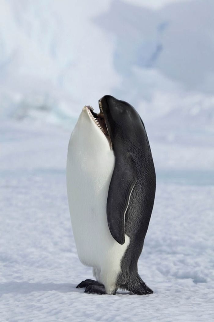 Verblüffende Ähnlichkeit mit einem Pinguin oder doch einem Orca? Forscher entdecken neue Tierart
