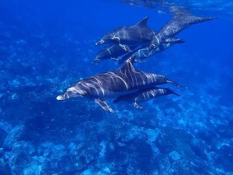 Die Isar - neue Attraktion ab Juni 2022: Schwimmen mit Delfinen