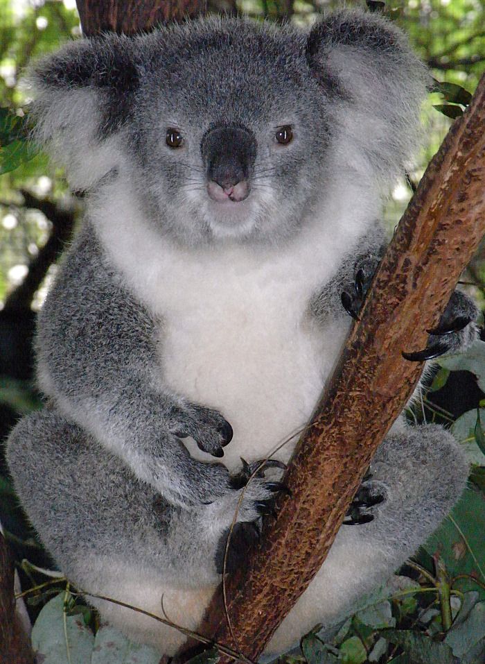 Koala ausgebrochen