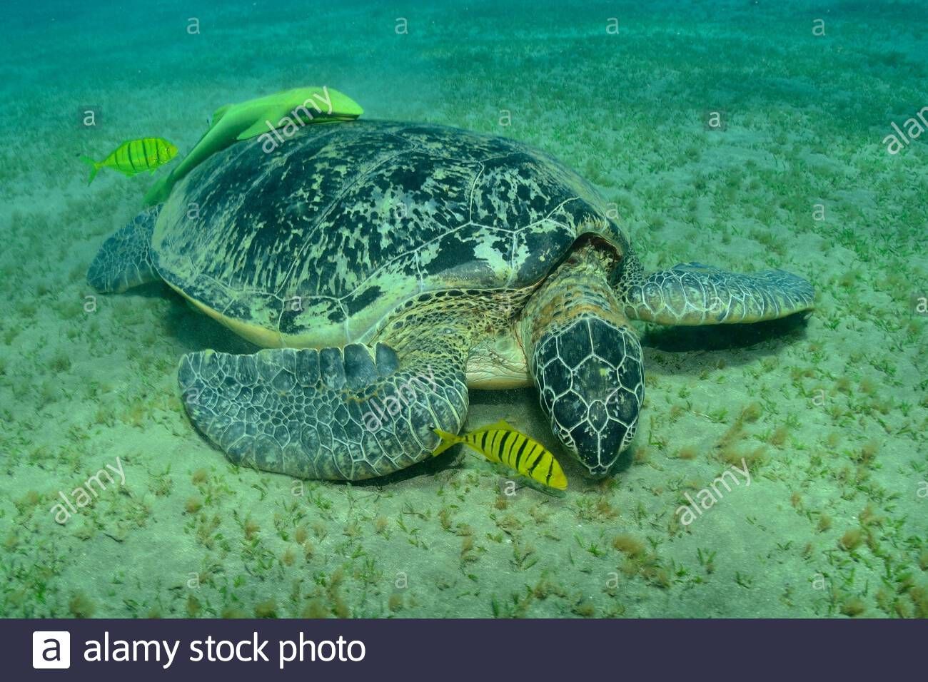 Südpazifische Wasserschildkröte bricht aus Zoo aus