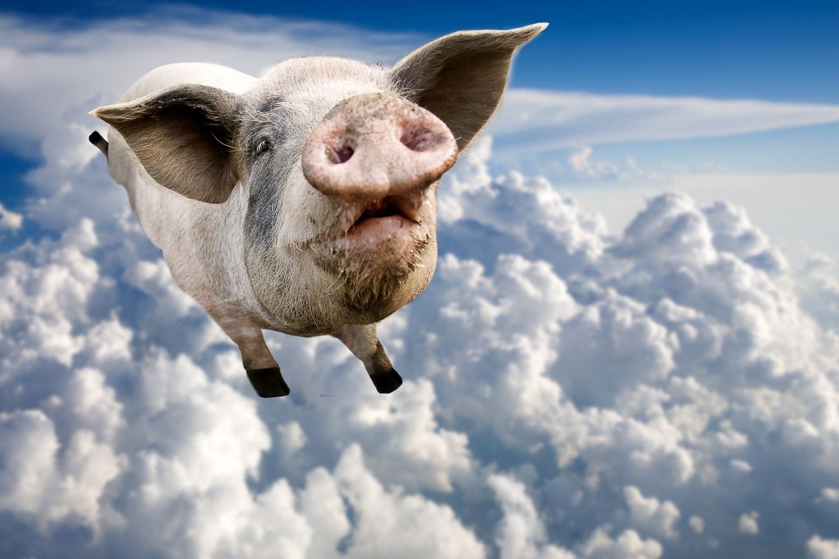 Schweine können fliegen