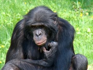 Affe wirft eigene Genitalien in seinen Kot