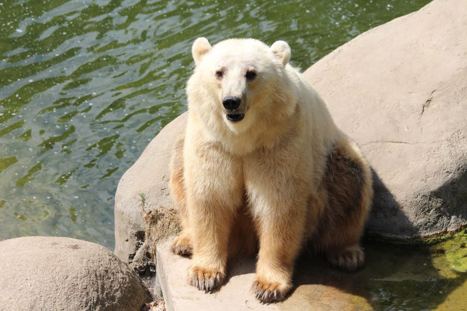 Bär ist im Zoo ausgebrochen
