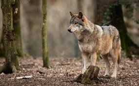 Wolf im Bremgartenwald gesichtet!