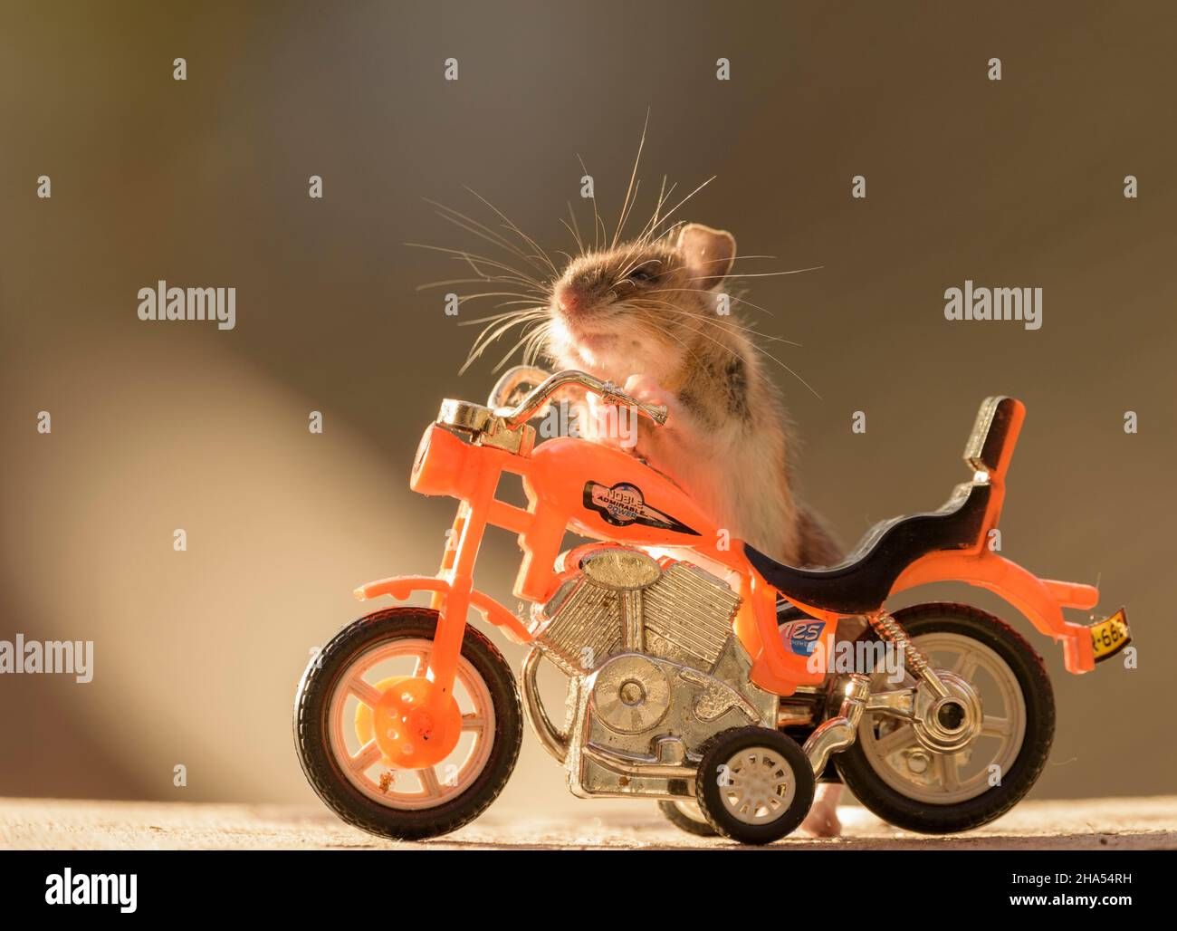 Hamster können Motorrad fahren