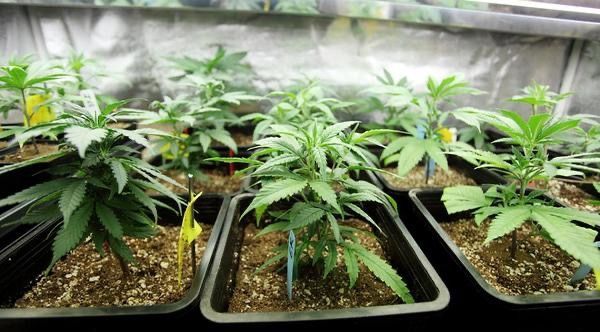 Razzia in Gehrden: Cannabisanbau im Haus P.