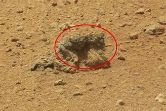 Tier auf dem Mars entdeckt