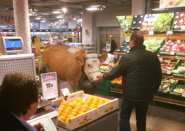 Kalb geht in Supermarkt shoppen !
